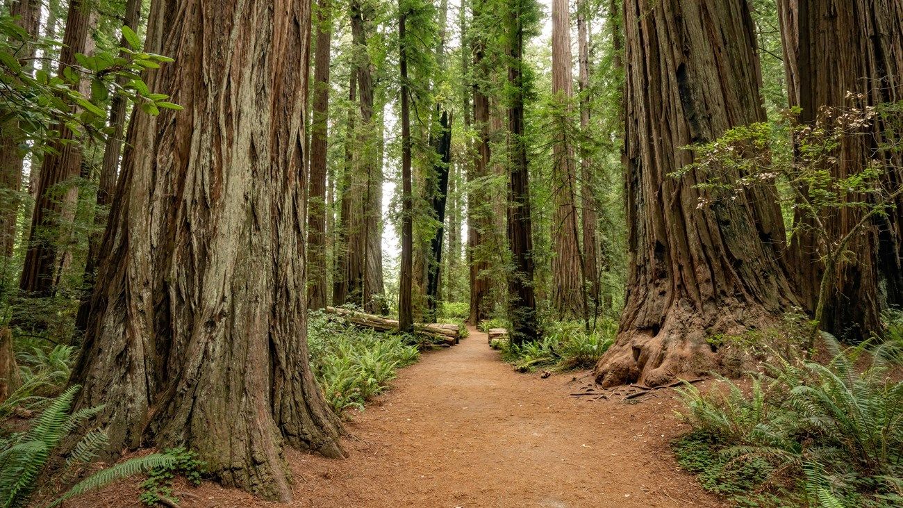 Redwood National Park: Discover the Majestic Beauty of Nature