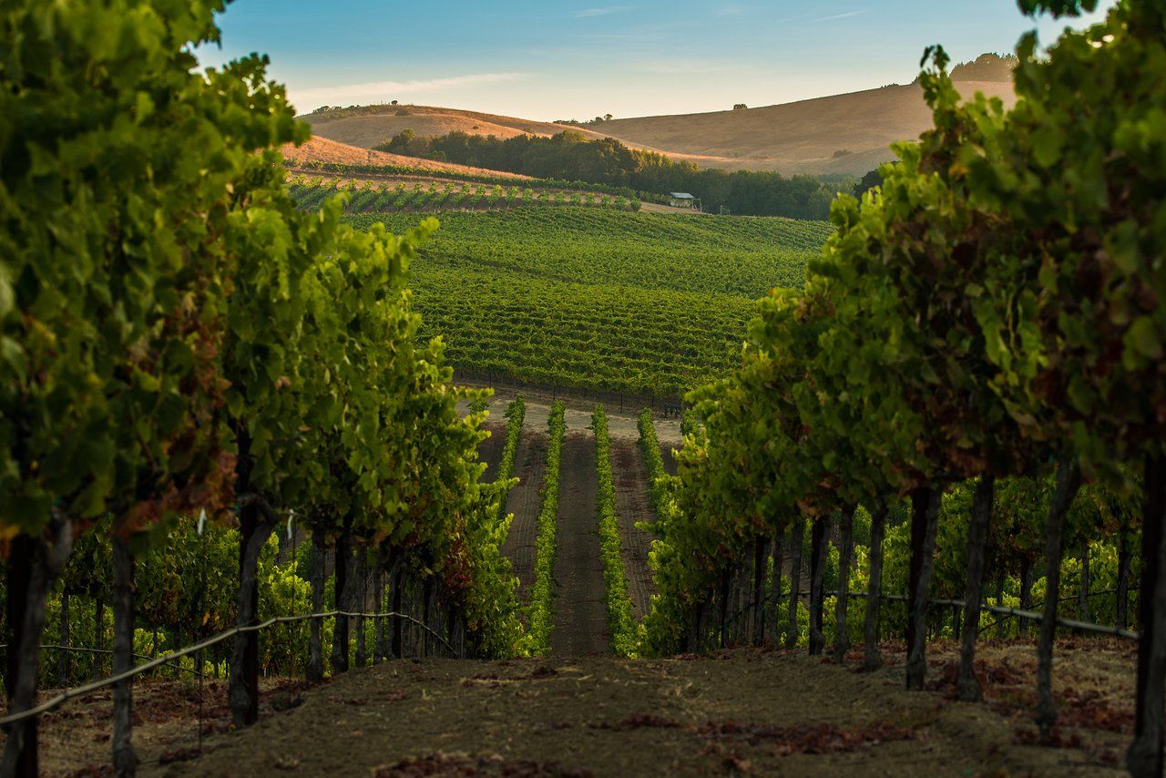 Napa Valley: The Ultimate Destination for Wine Lovers and Relaxation Seekers