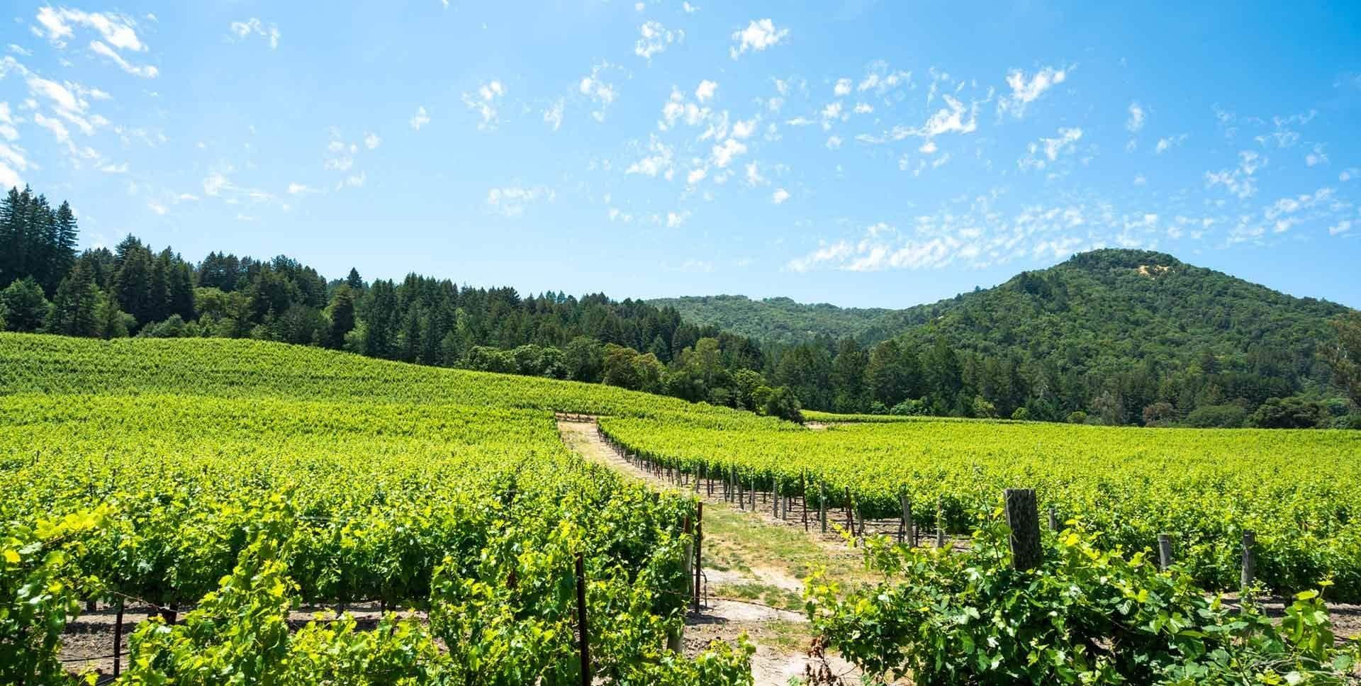Sonoma Valley: Unveiling the Hidden Gem of Wine Country
