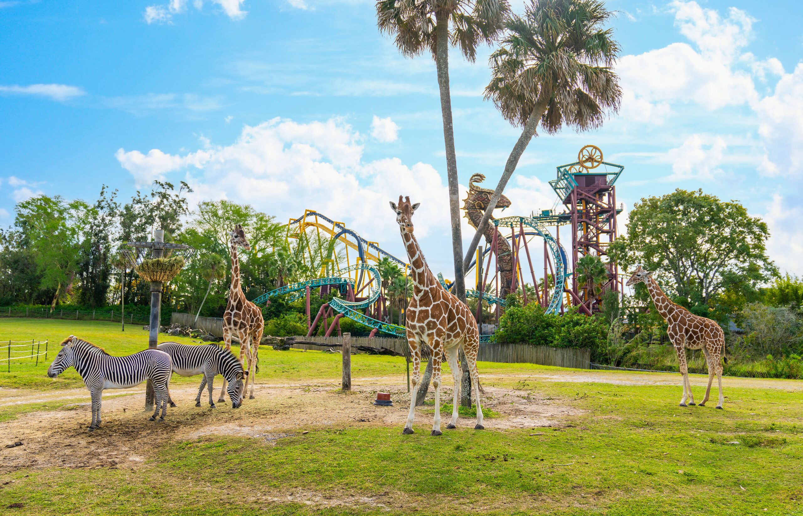 Explore Busch Gardens Tampa Bay: An Unforgettable Adventure Awaits