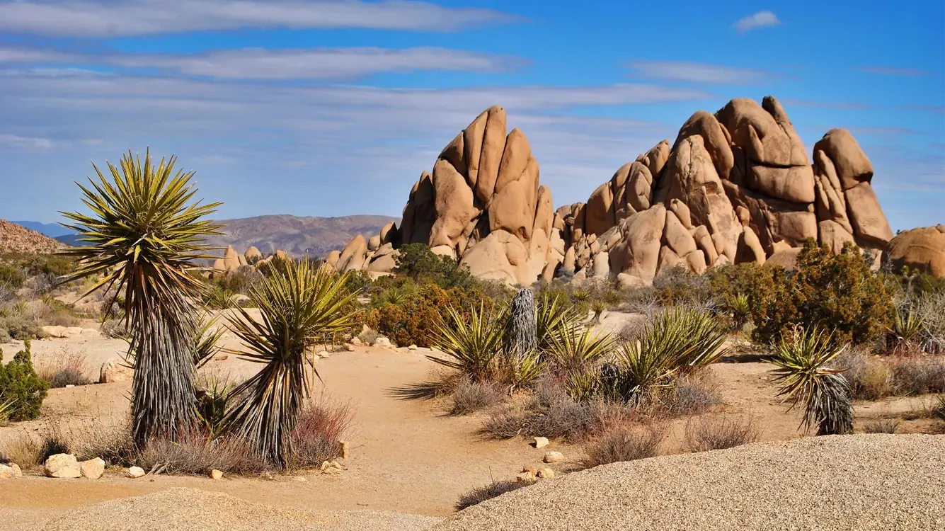 Joshua Tree National Park Adventure Guide You Can’t Miss
