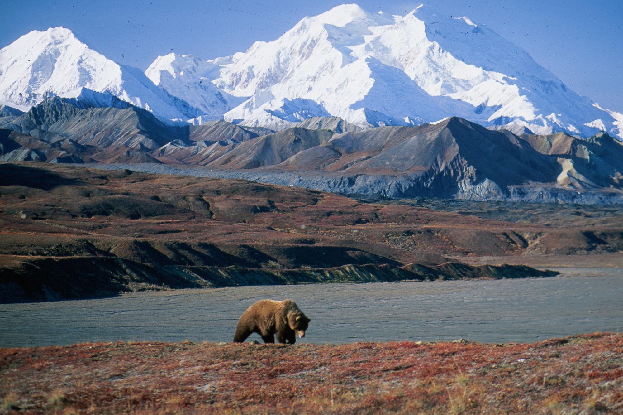 Discover Denali National Park: Your Ultimate Adventure Awaits