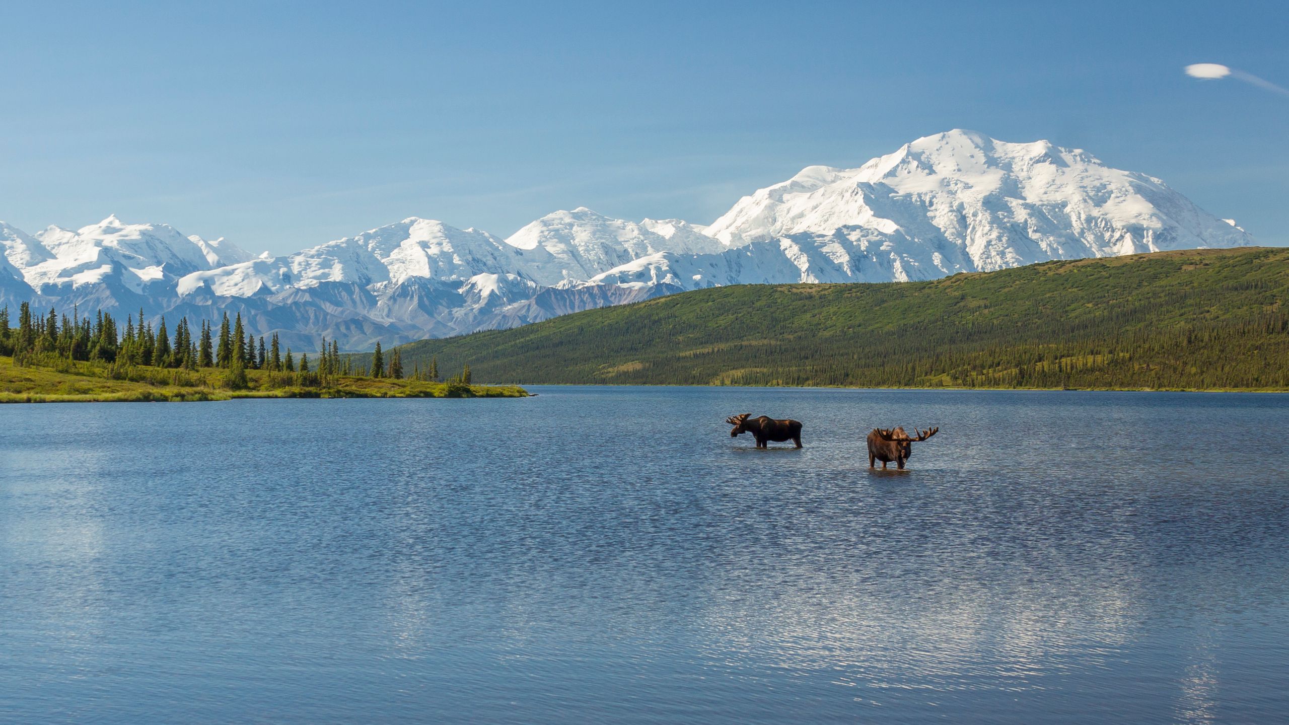 Discover Denali National Park: Your Ultimate Adventure Awaits