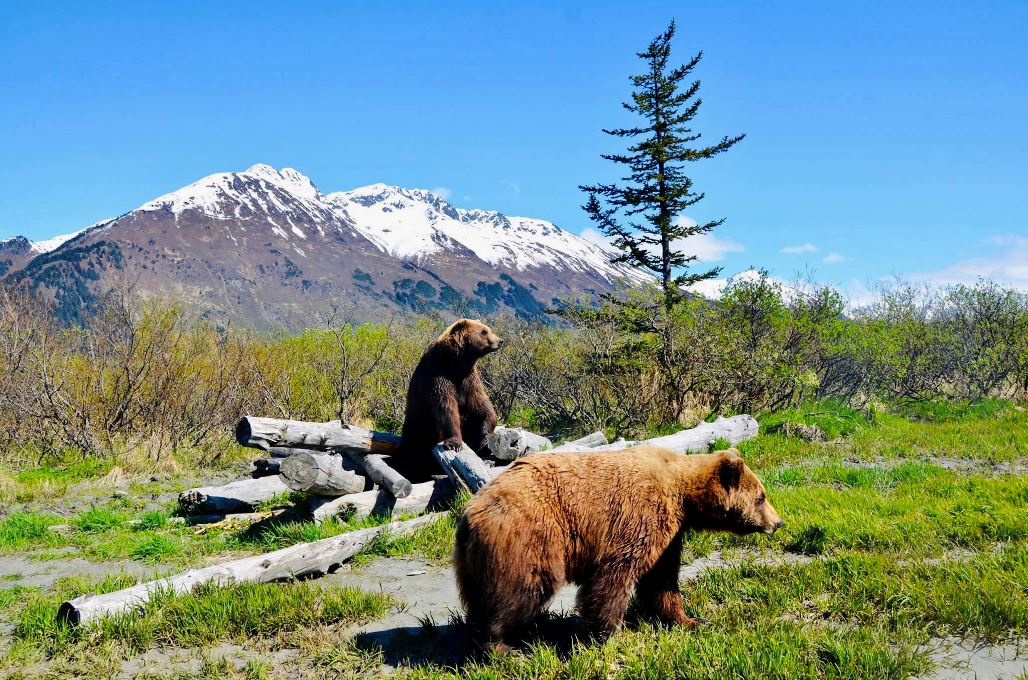 Discover the Beauty of The Wildbirch Hotel in JdV by Hyatt: A Premier Destination in Anchorage, Alaska