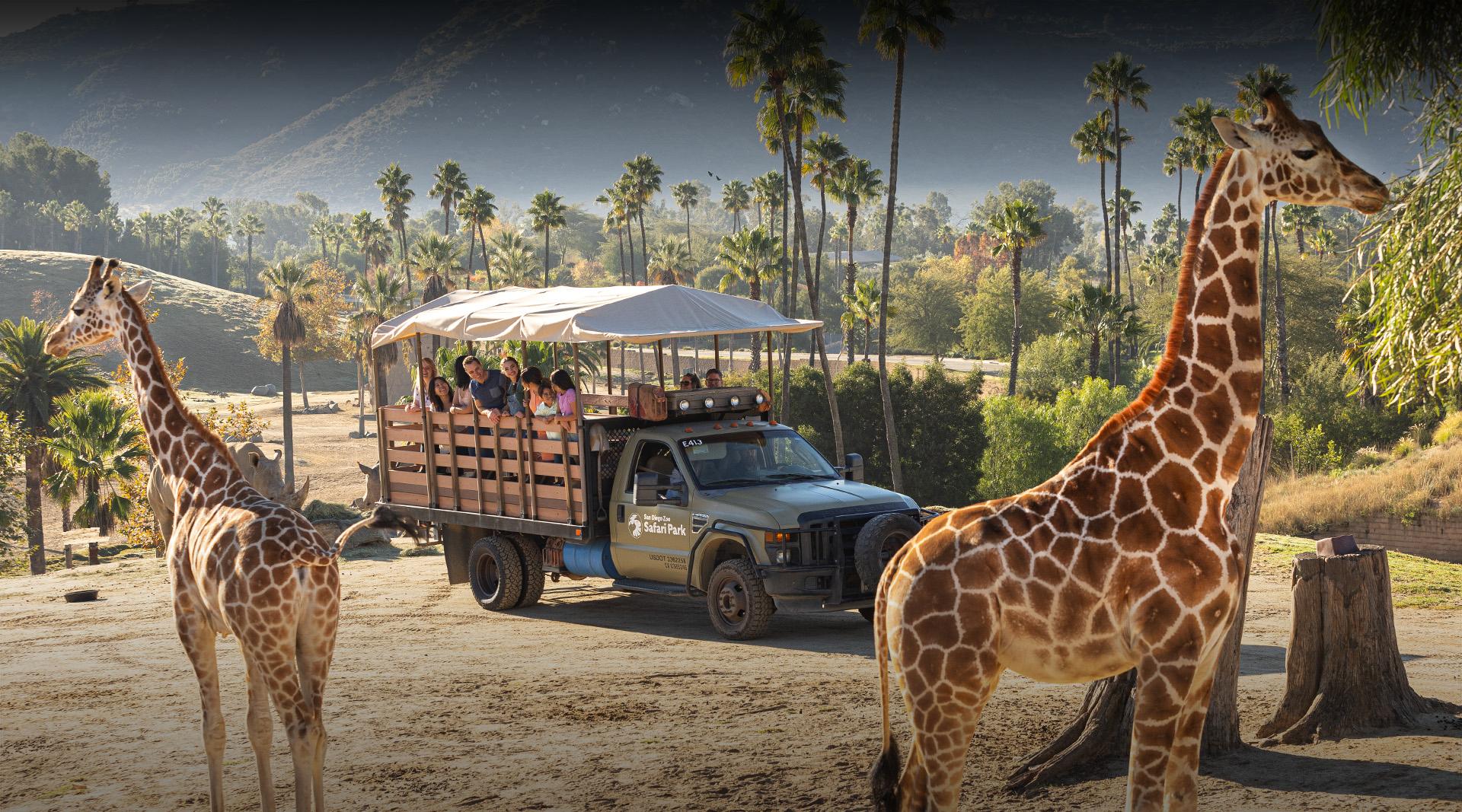 Discover the Wonders of San Diego Zoo: An Ultimate Guide