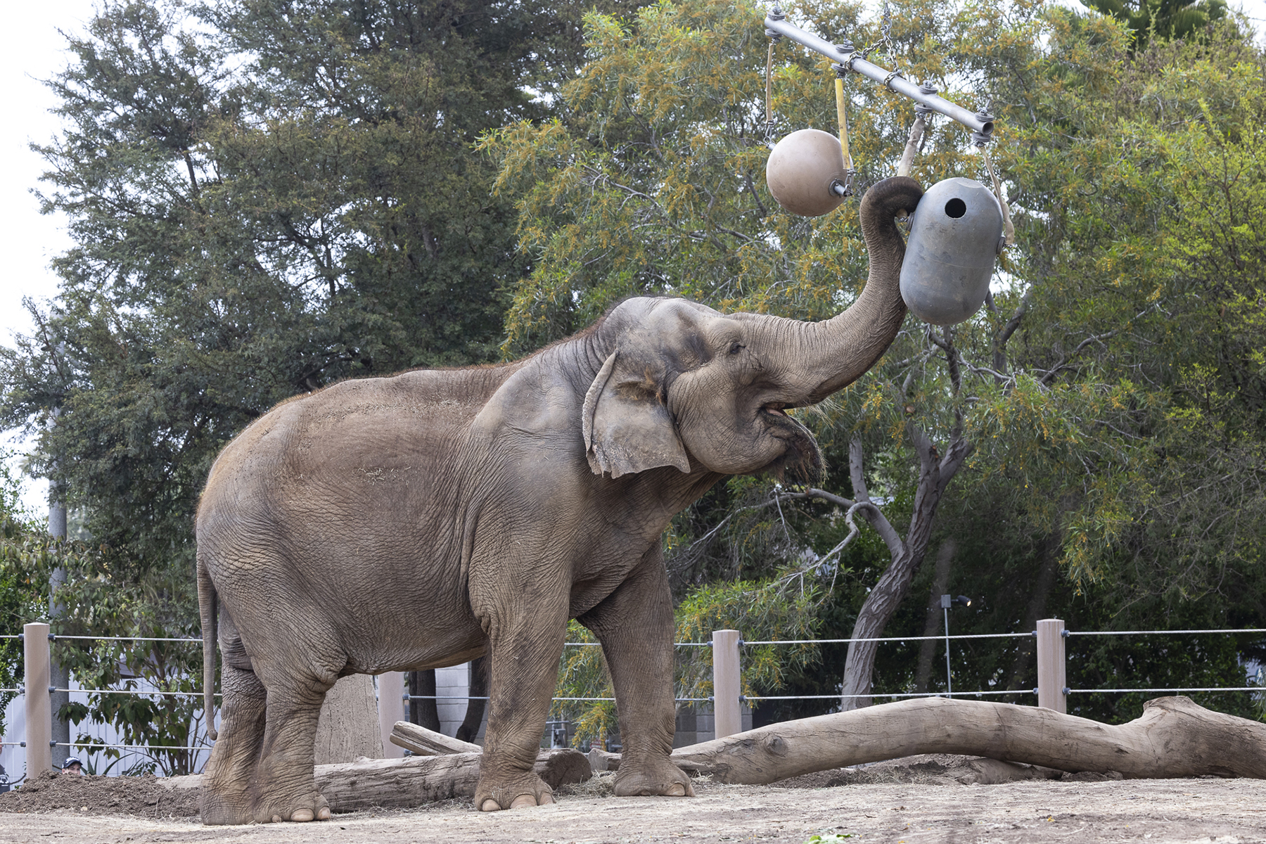 Discover the Wonders of San Diego Zoo: An Ultimate Guide