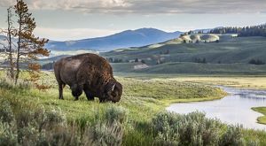 Discover Yellowstone National Park: An Epic Adventure You Can’t Miss