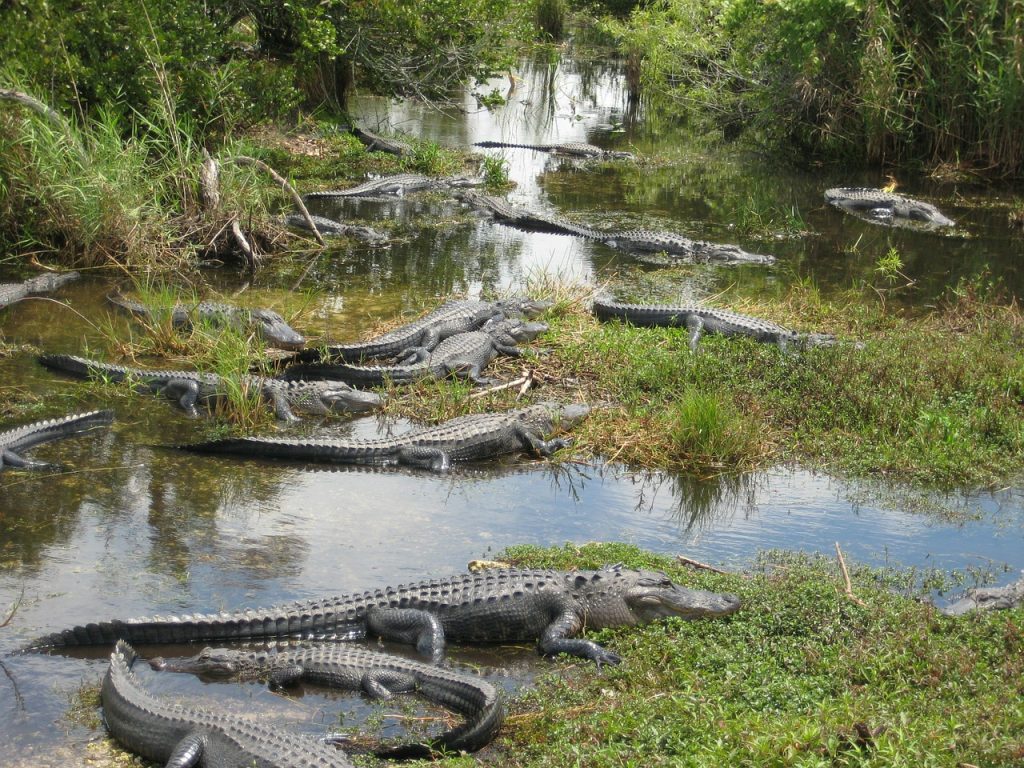 Everglades National Park: The Ultimate Adventure Spot You Can’t Miss
