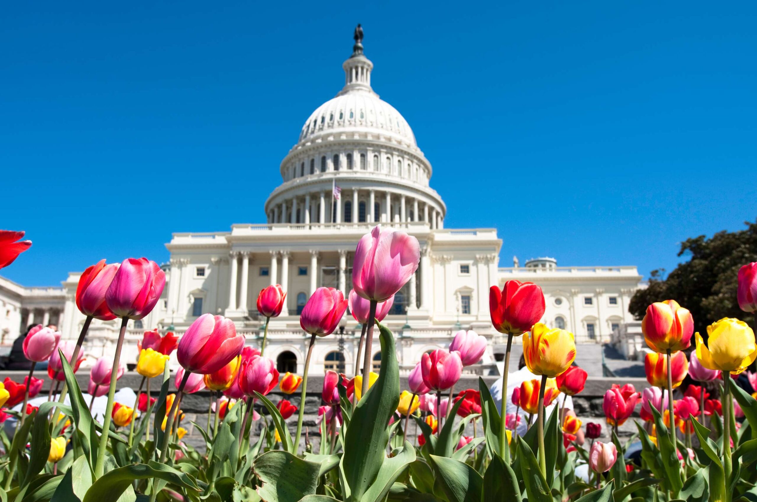 Explore Washington D.C.: The Ultimate Guide to the Capital Vibes