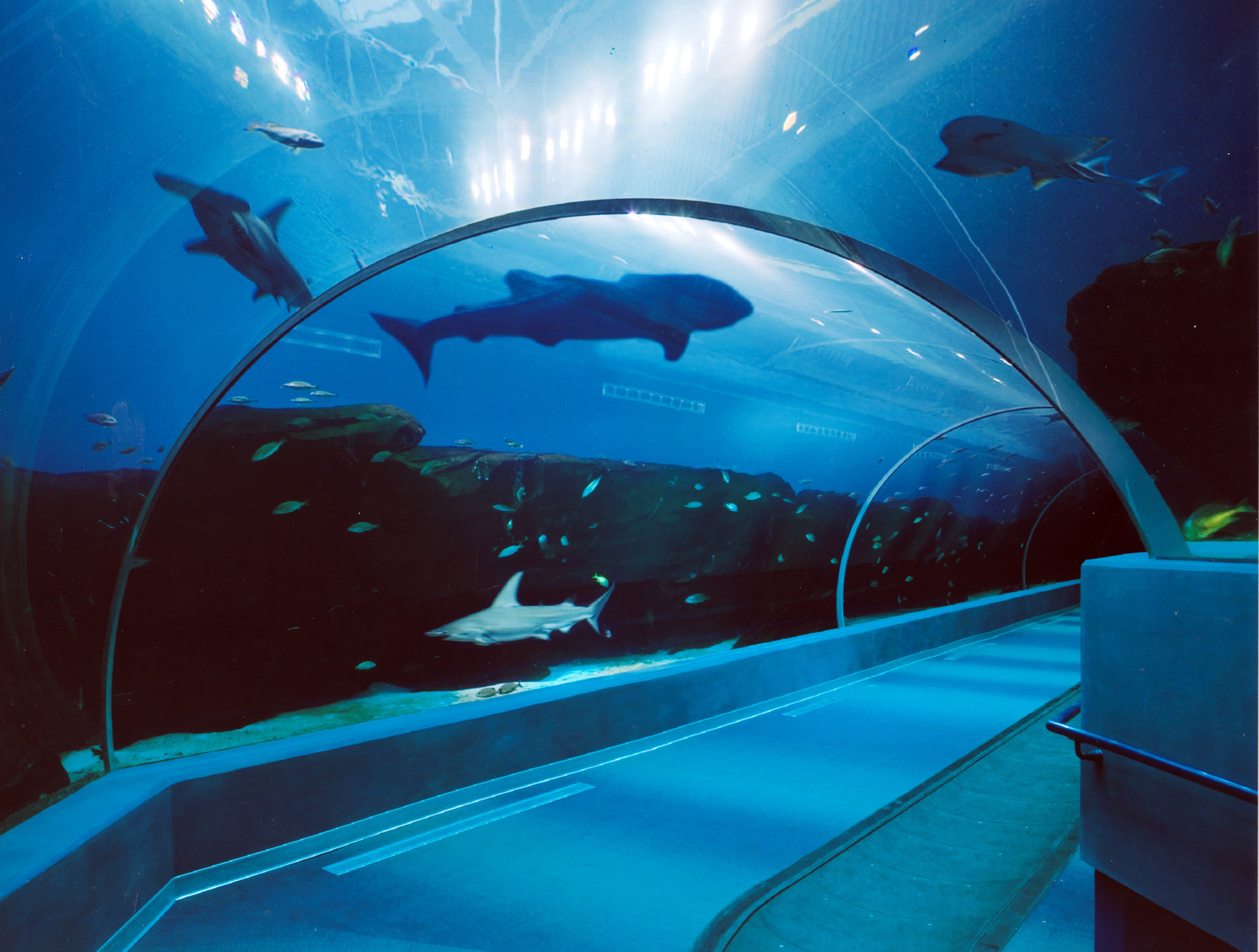 Exploring the Wonders of Georgia Aquarium : A Journey into the Heart of Marine Life