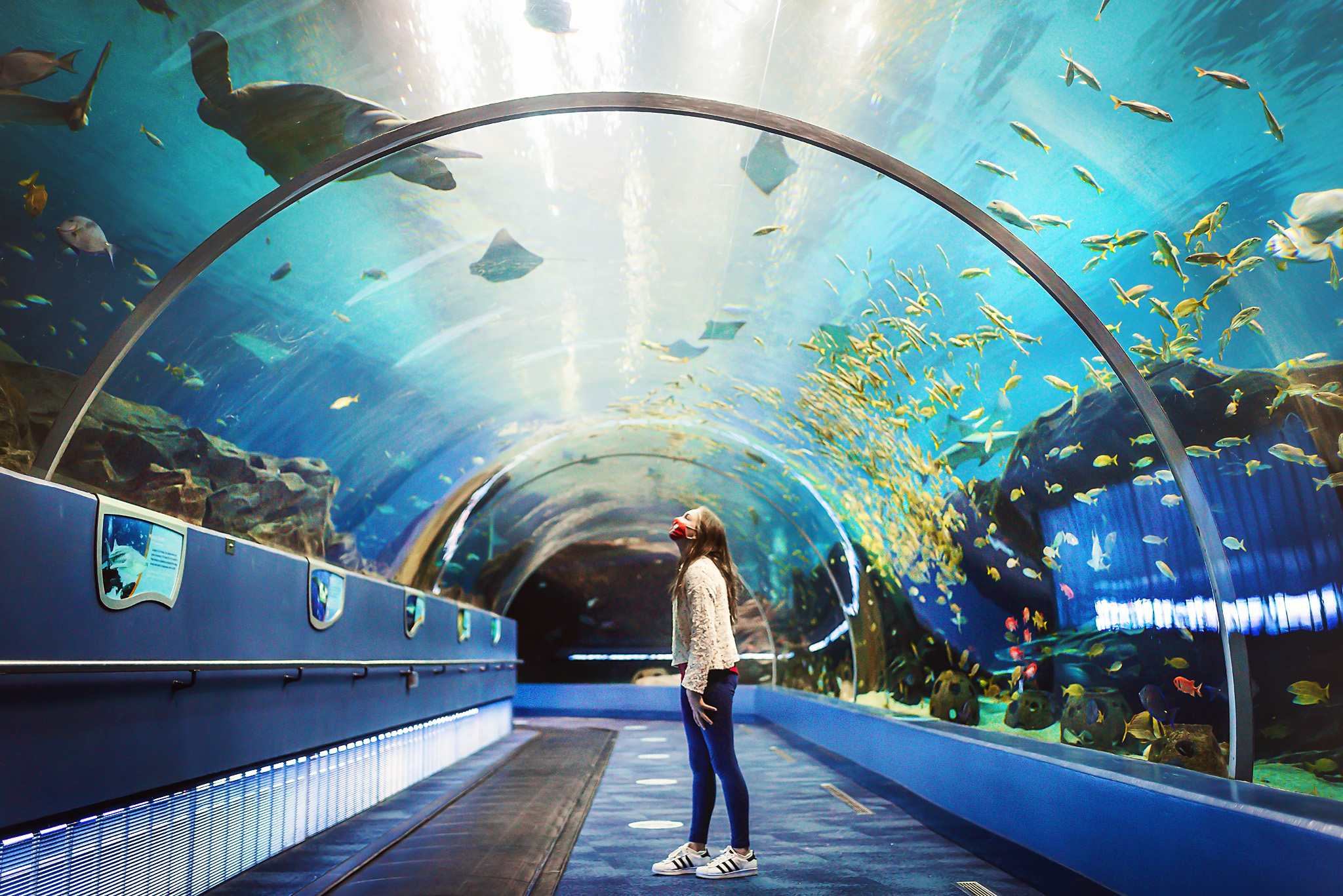 Exploring the Wonders of Georgia Aquarium : A Journey into the Heart of Marine Life