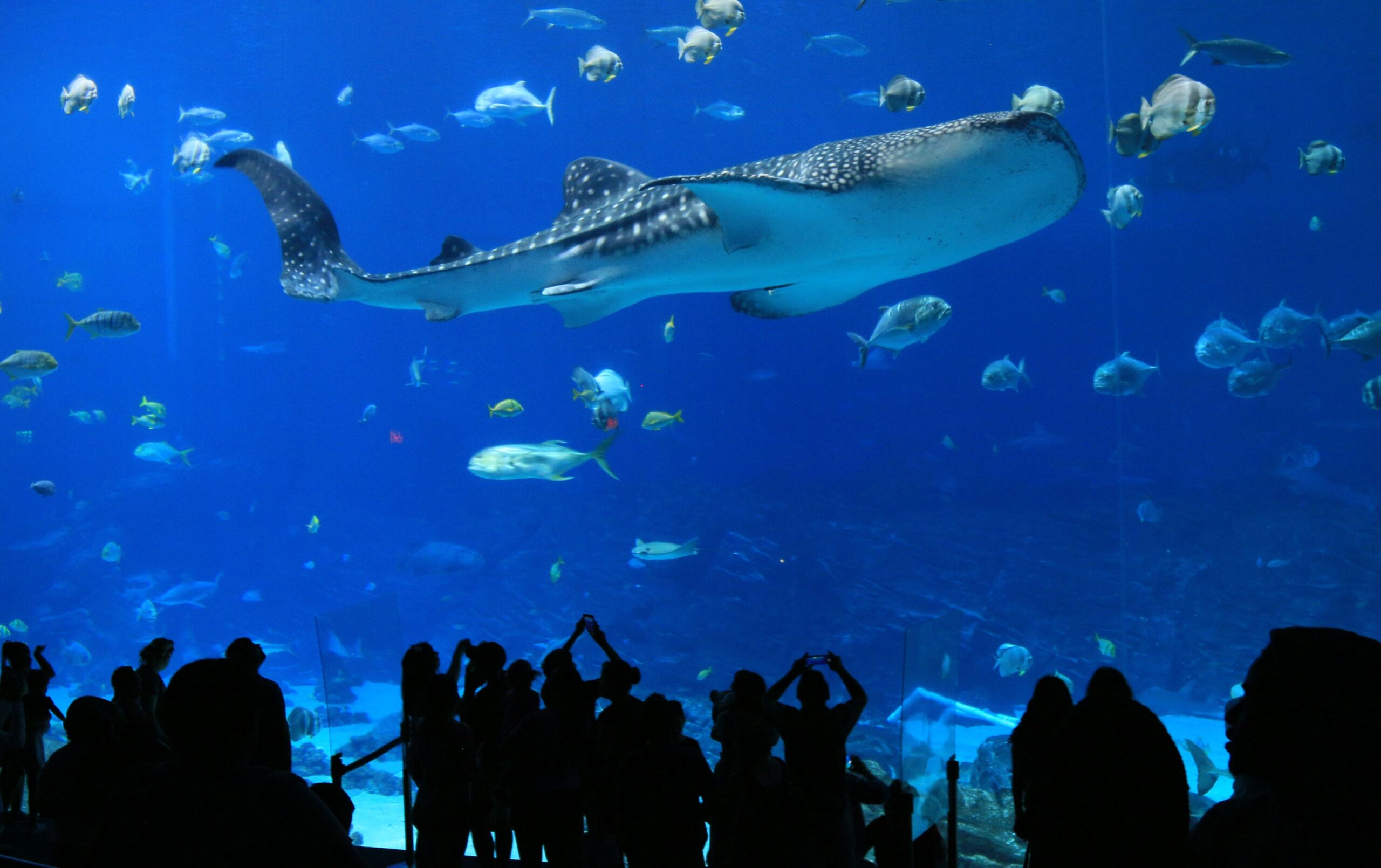 Exploring the Wonders of Georgia Aquarium : A Journey into the Heart of Marine Life