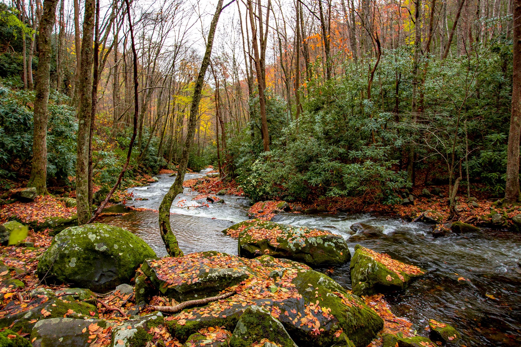 Great Smoky Mountains Adventure Awaits You: Explore Nature Like Never Before