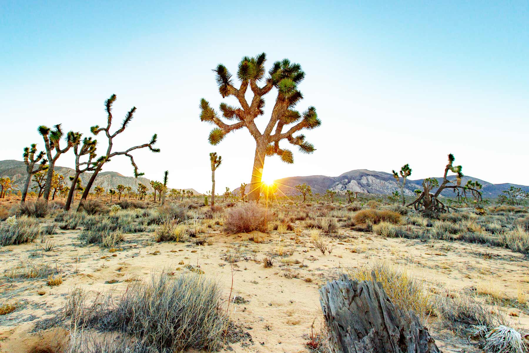 Joshua Tree National Park Adventure Guide You Can’t Miss