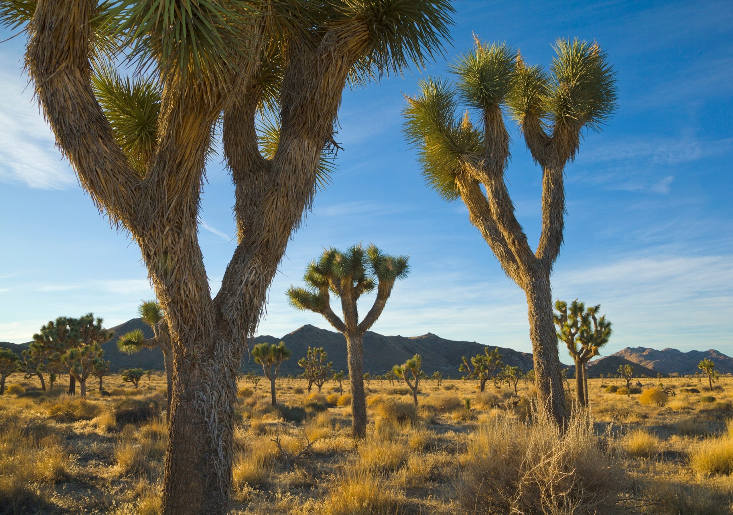Joshua Tree National Park Adventure Guide You Can’t Miss