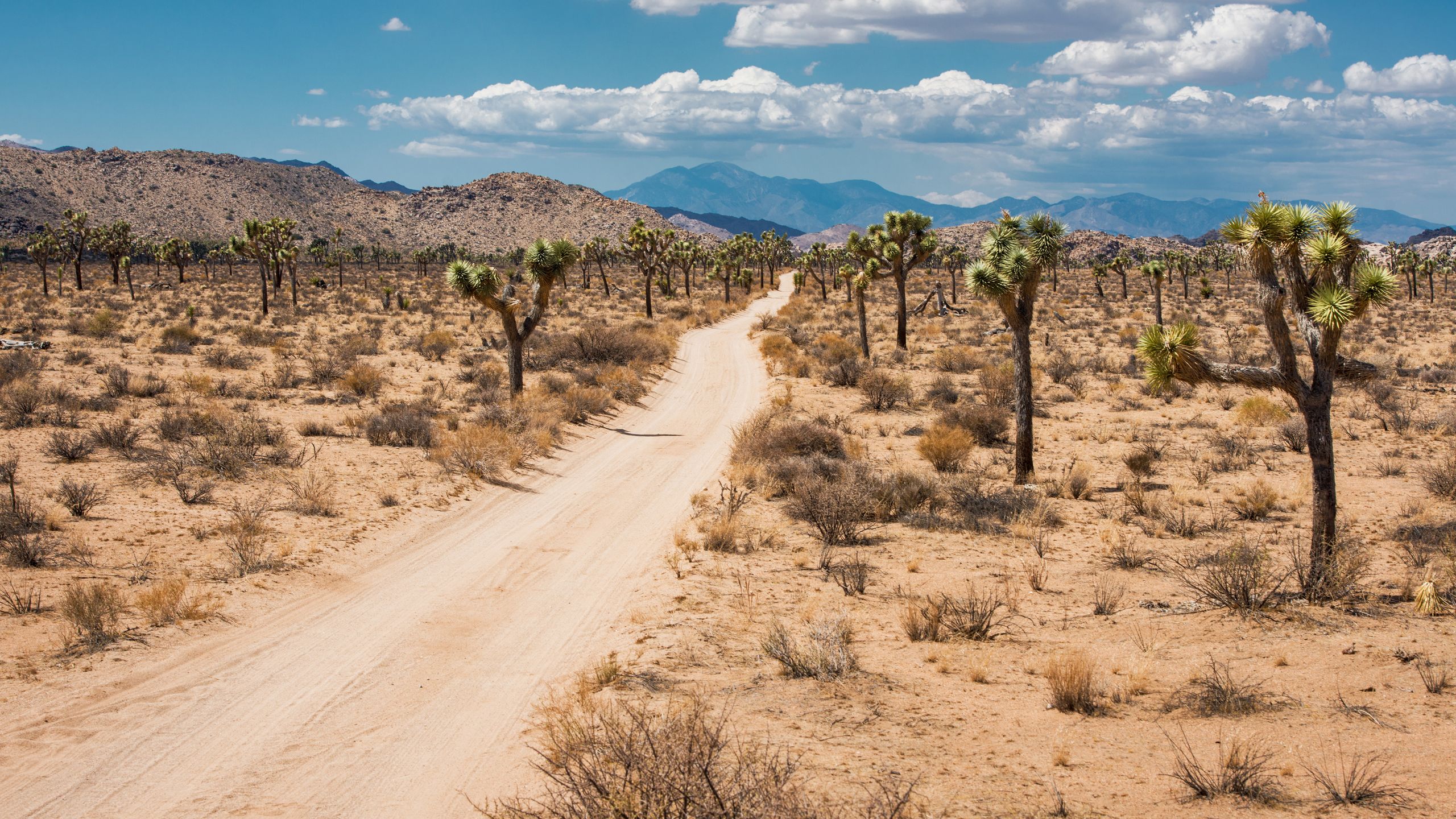 Joshua Tree National Park Adventure Guide You Can’t Miss