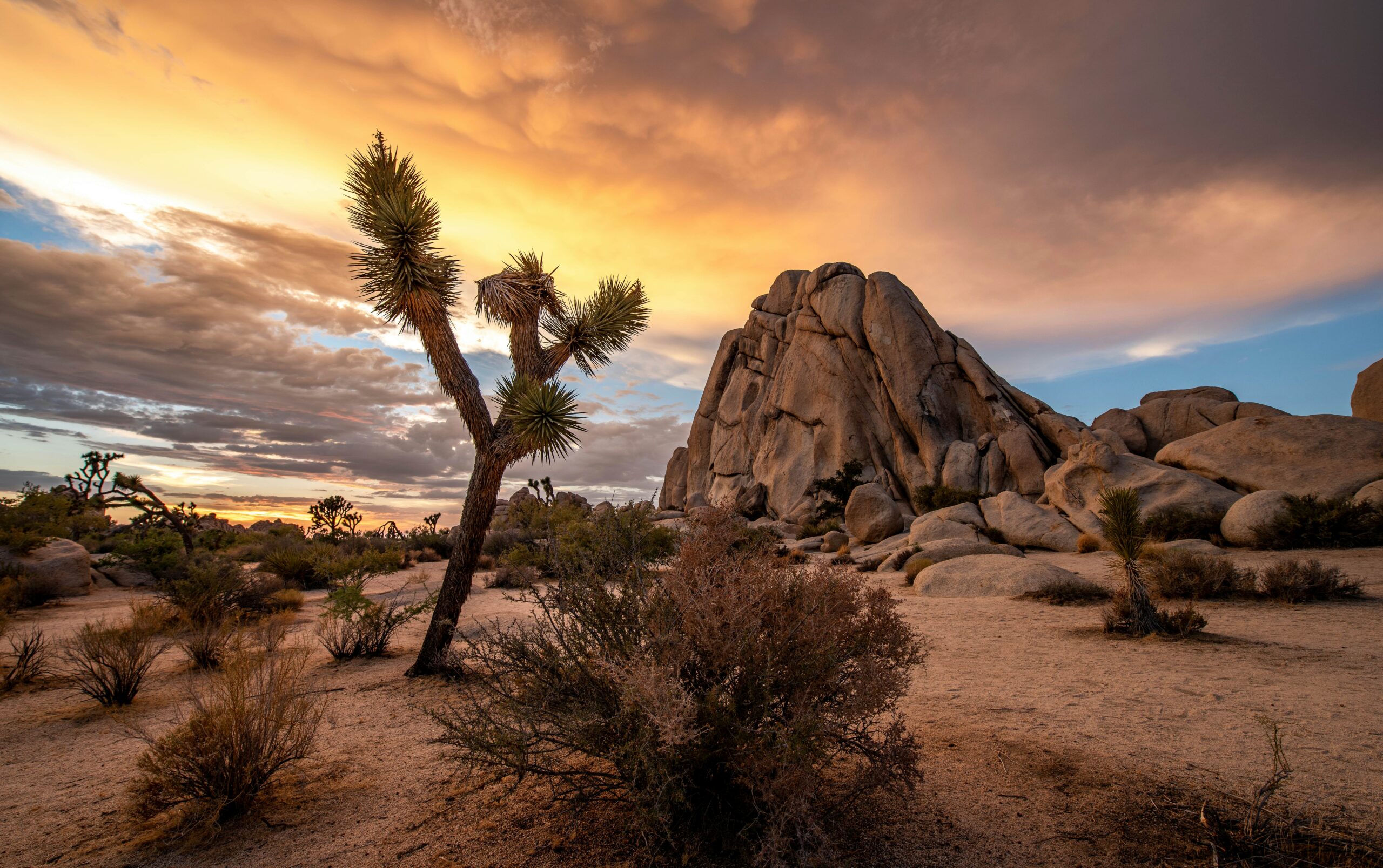 Joshua Tree National Park Adventure Guide You Can’t Miss