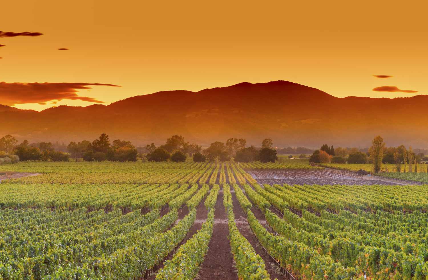 Napa Valley: The Ultimate Destination for Wine Lovers and Relaxation Seekers