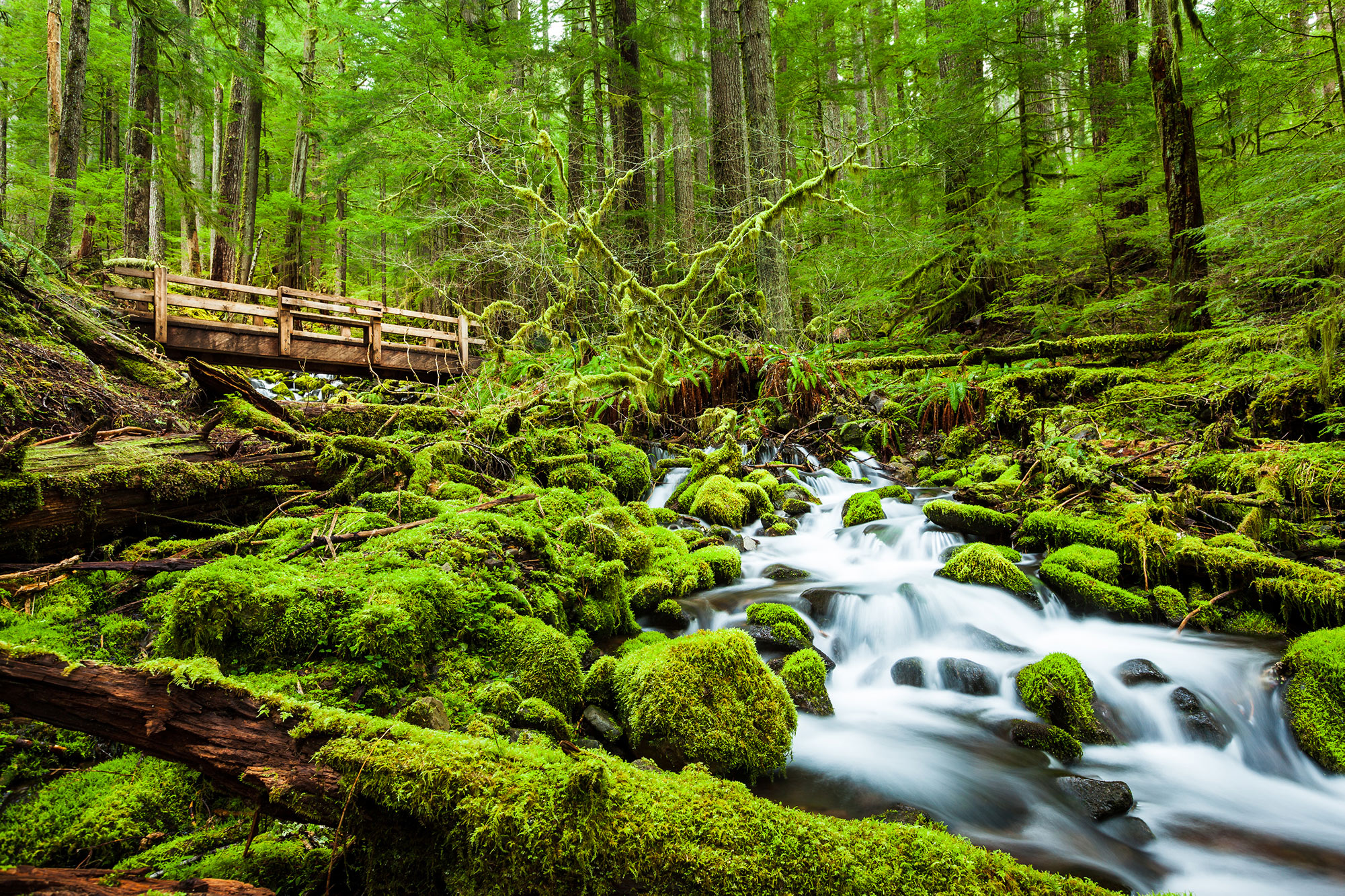 Olympic National Park: The Ultimate Adventure Awaits