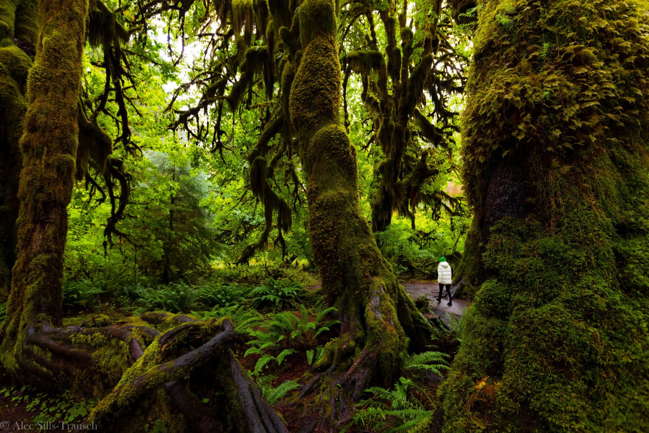 Olympic National Park: The Ultimate Adventure Awaits