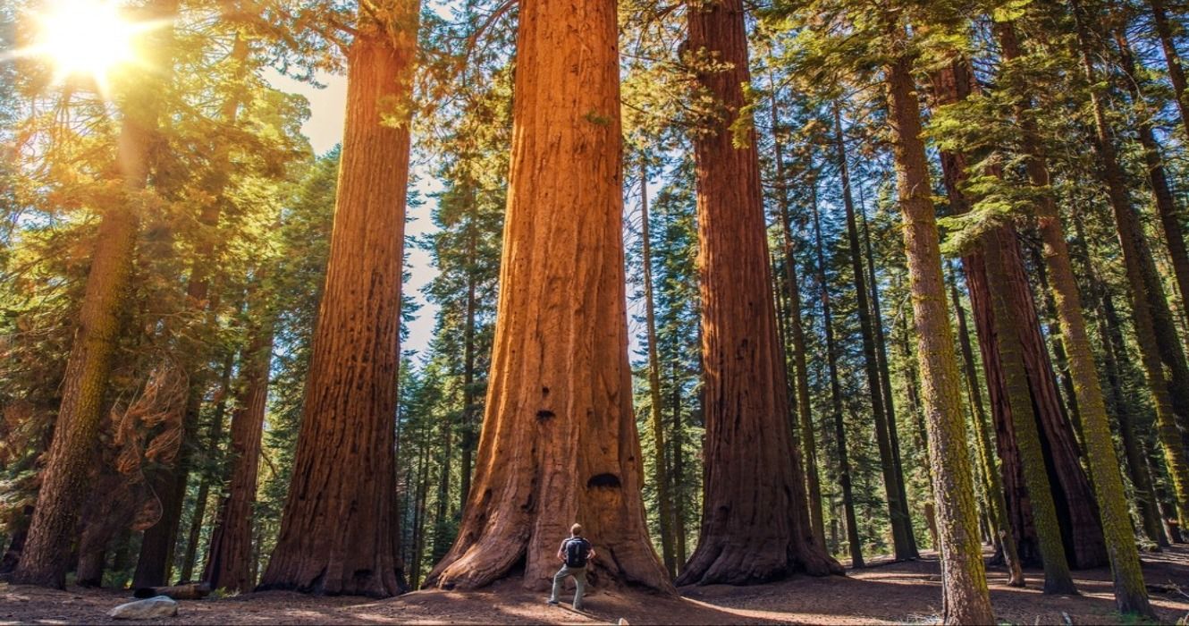 Redwood National Park: Discover the Majestic Beauty of Nature