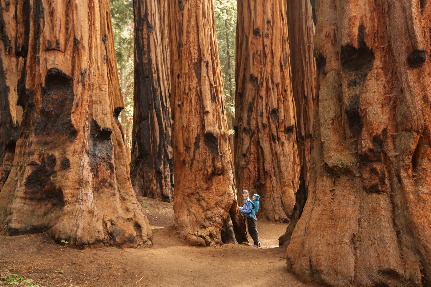 Redwood National Park: Discover the Majestic Beauty of Nature