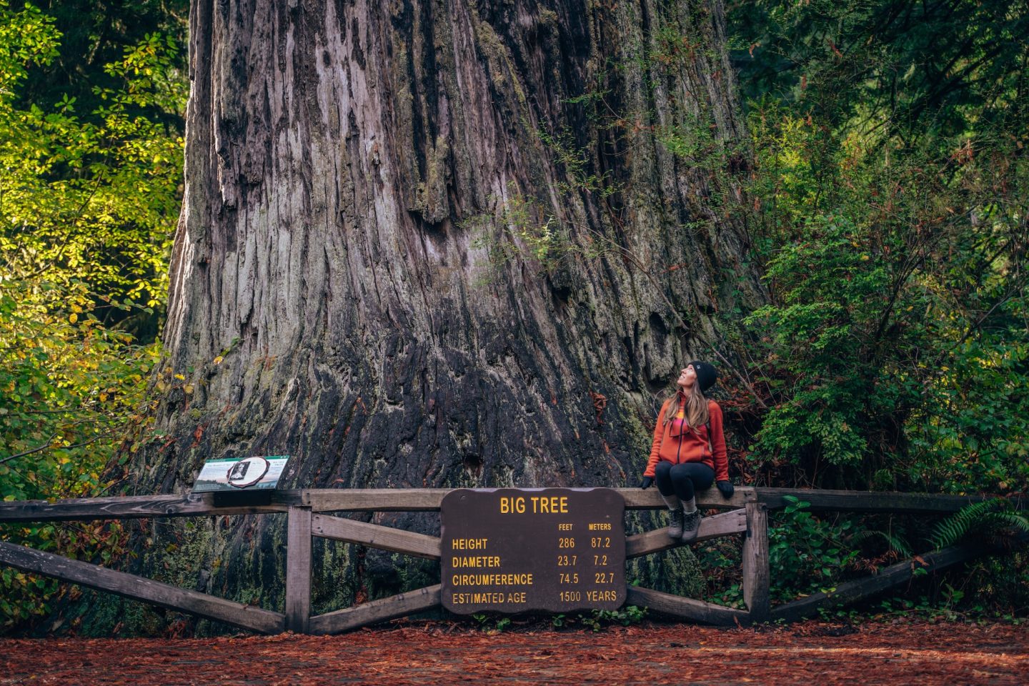 Redwood National Park: Discover the Majestic Beauty of Nature
