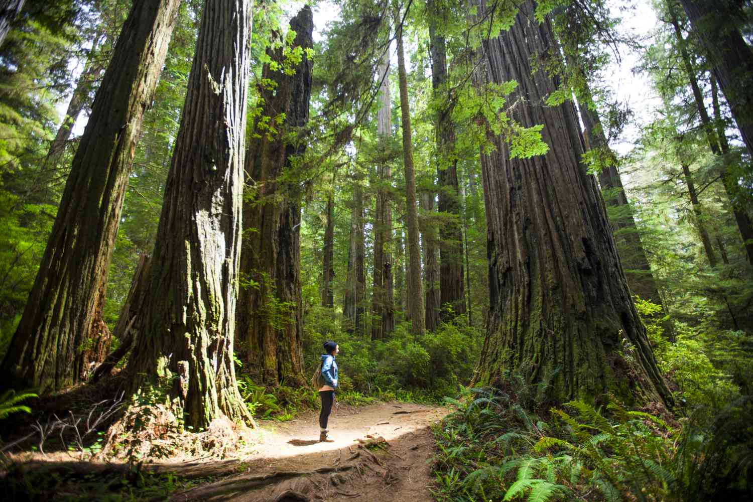 Redwood National Park: Discover the Majestic Beauty of Nature