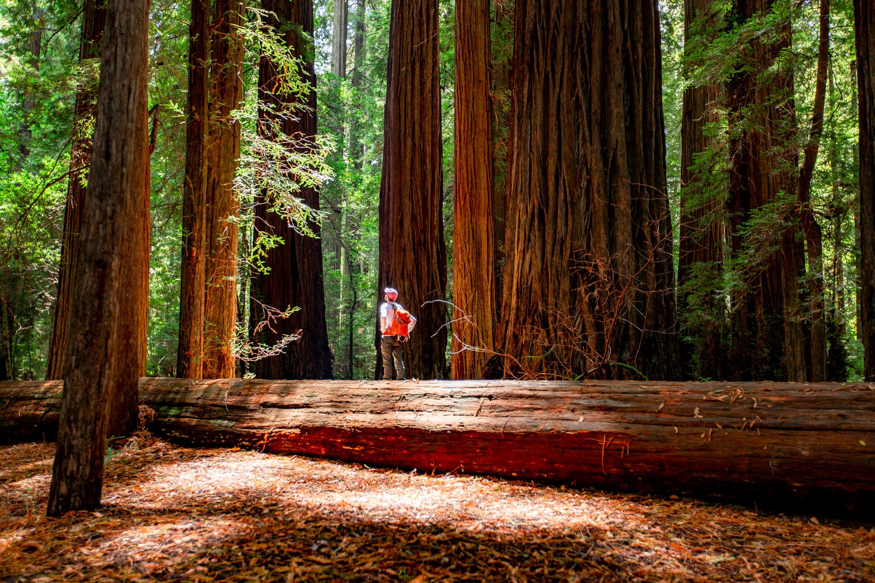 Redwood National Park: Discover the Majestic Beauty of Nature