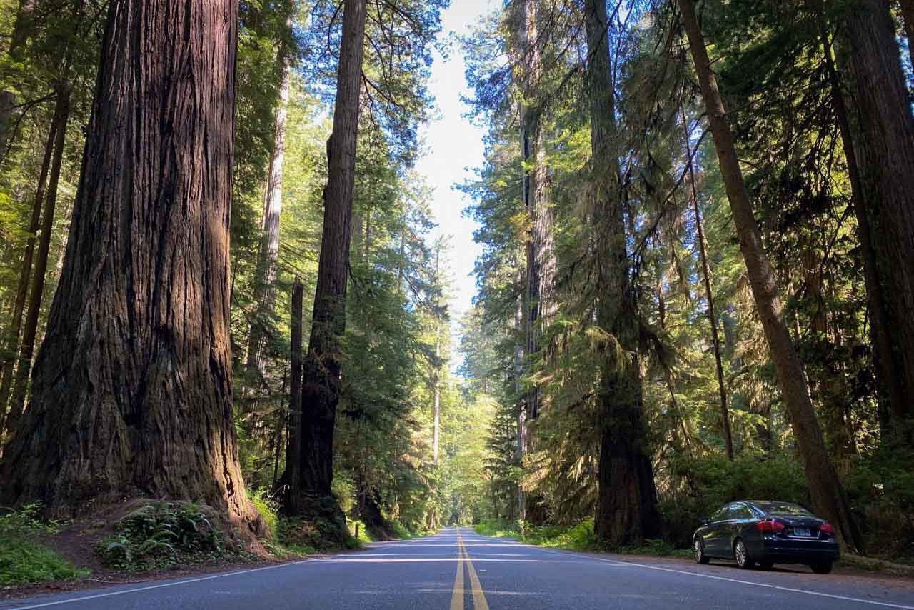 Redwood National Park: Discover the Majestic Beauty of Nature