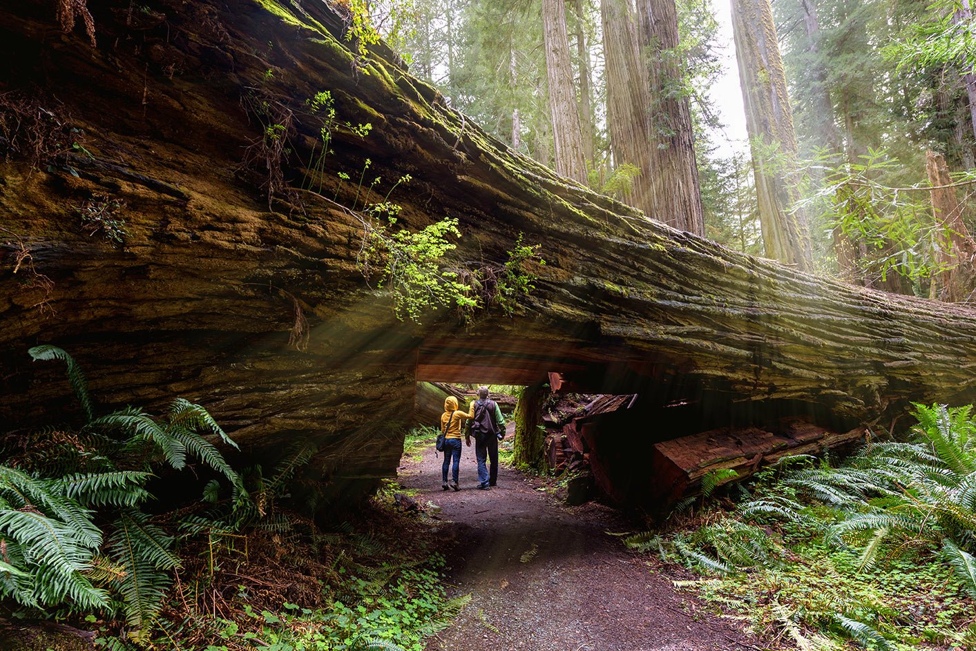 Redwood National Park: Discover the Majestic Beauty of Nature