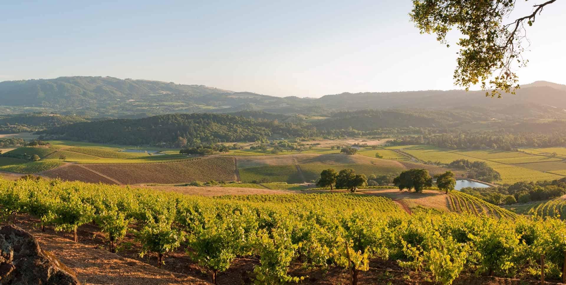 Sonoma Valley: Unveiling the Hidden Gem of Wine Country